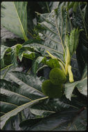 Image of Breadfruit Tree