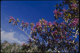 Image of Dichaetanthera reticulata Cogn.