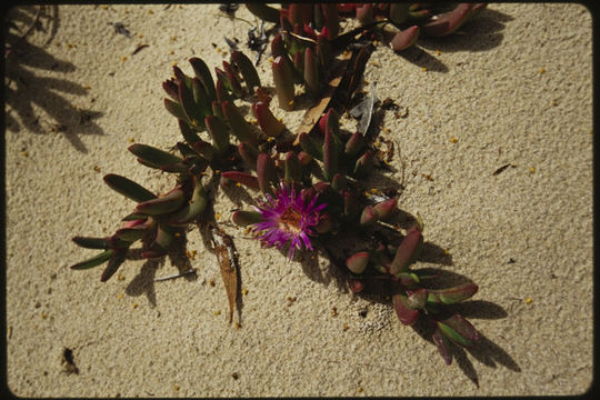 Imagem de Carpobrotus rossii (Haw.) Schwant.