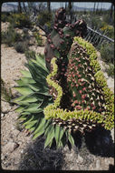 Image of coastal agave