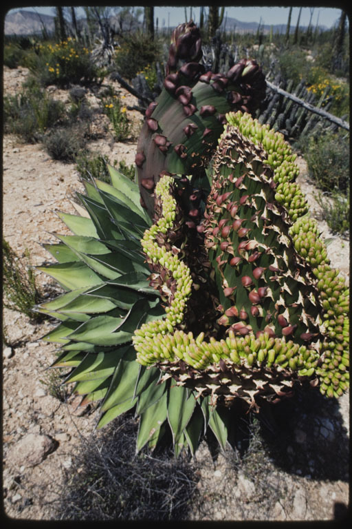 Image of coastal agave