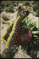 Image of coastal agave