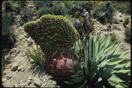 Image de Agave shawii Engelm.