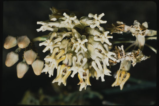 Image of rush milkweed