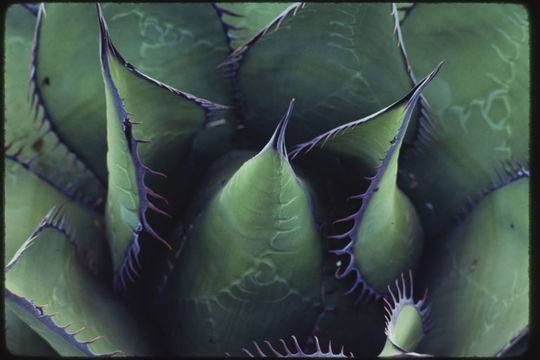Image of coastal agave