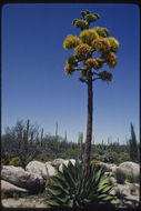Image of coastal agave