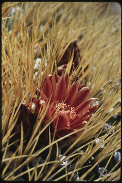 Image of Ferocactus diguetii (F. A. C. Weber) Britton & Rose