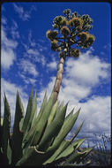 Image of coastal agave