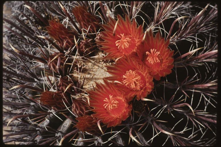 Image of Ferocactus peninsulae (F. A. C. Weber) Britton & Rose