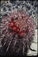 Image of Ferocactus peninsulae (F. A. C. Weber) Britton & Rose