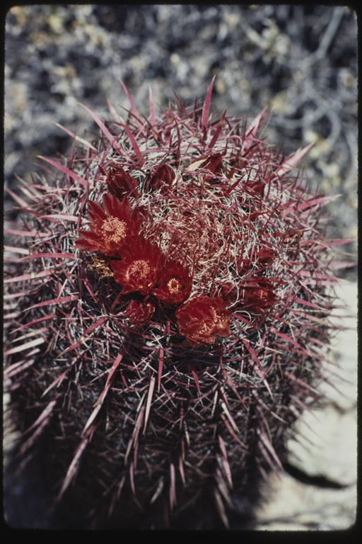 صورة Ferocactus peninsulae (F. A. C. Weber) Britton & Rose