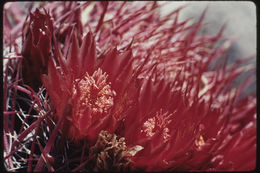 Image of Ferocactus peninsulae (F. A. C. Weber) Britton & Rose