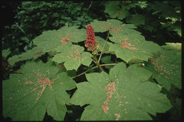 Слика од Oplopanax horridus (Sm.) Miq.