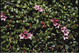 Image of creeping azalea