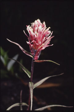 Слика од Castilleja elegans Malte