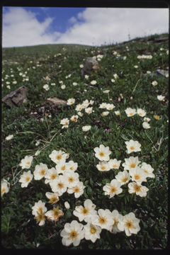 Imagem de Dryas octopetala L.