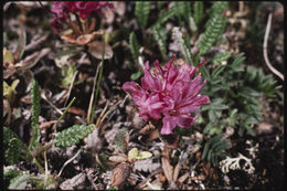 صورة Rhododendron lapponicum (L.) Wahlenb.