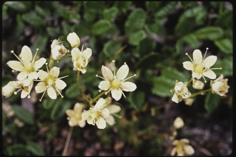 Image de Saxifraga bronchialis L.