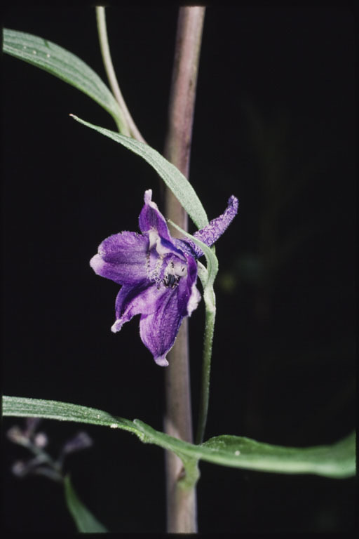 Sivun Delphinium glaucum S. Wats. kuva