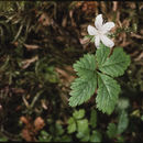 Rubus pedatus Sm. resmi