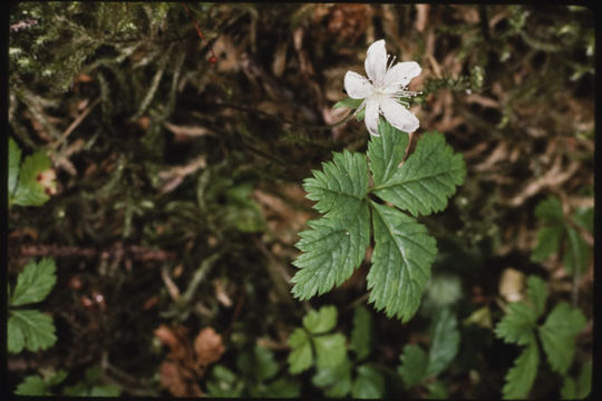 Image of strawberryleaf raspberry