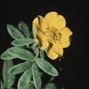 Image of <i>Dasiphora fruticosa</i>