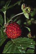 Image de Rubus spectabilis Pursh