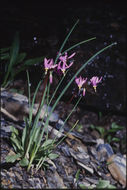 Image of <i>Primula <i>pauciflora</i></i> var. pauciflora