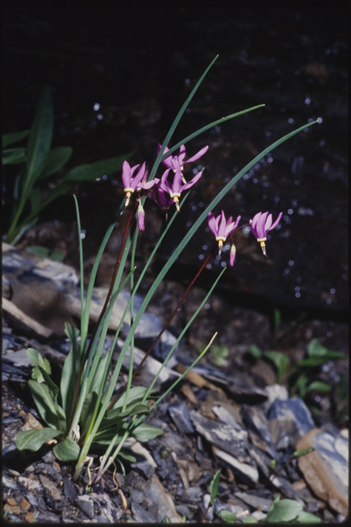 Image of <i>Primula <i>pauciflora</i></i> var. pauciflora