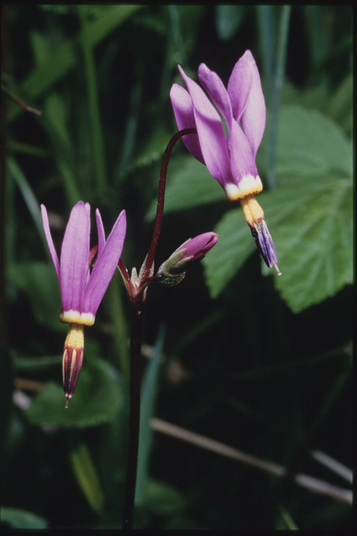 Image of <i>Primula <i>pauciflora</i></i> var. pauciflora