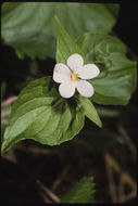 Image of Canadian white violet