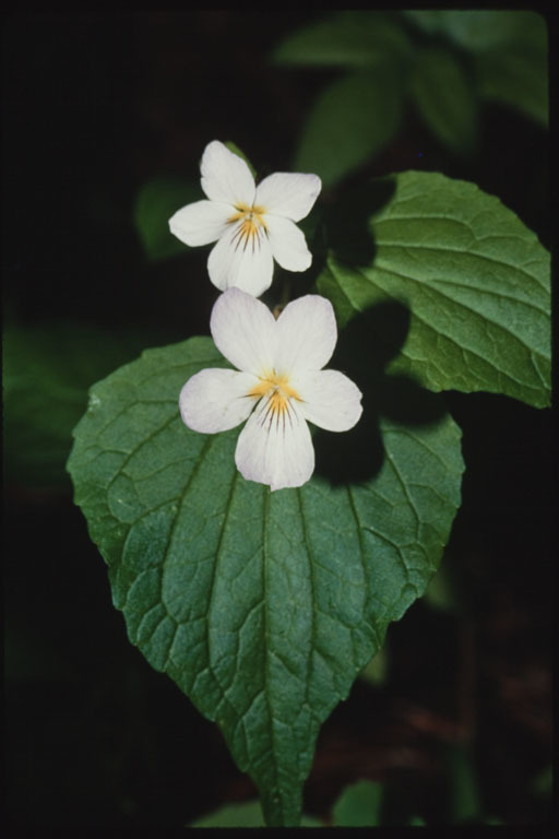 Image of Canadian white violet