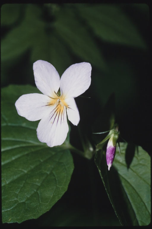 Image of Canadian white violet