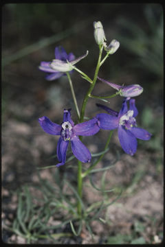 Imagem de Delphinium bicolor Nutt.