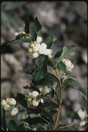 Image of common snowberry