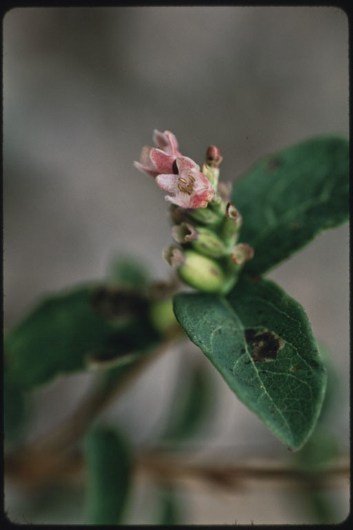 Image of common snowberry