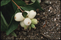 Image of common snowberry