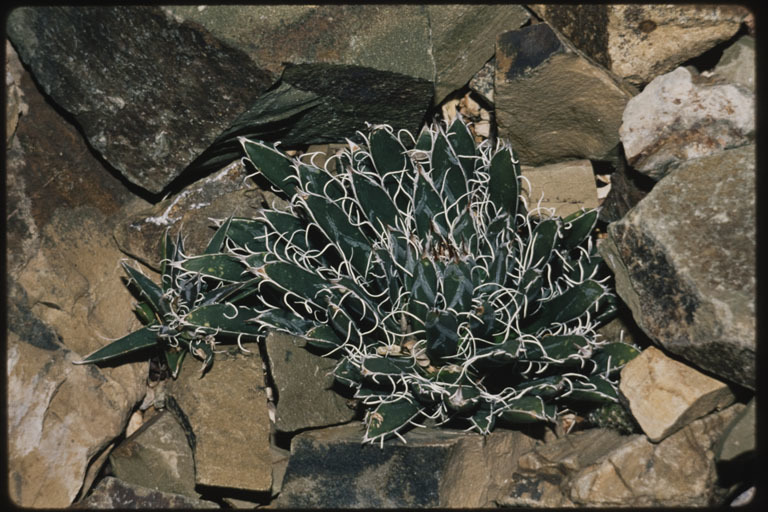 Image of smallflower century plant