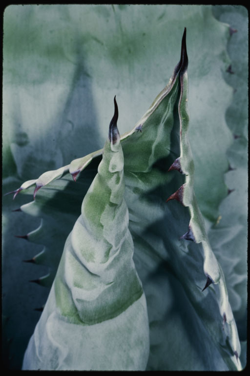 Image of coastal agave