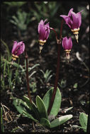 Image of <i>Primula <i>pauciflora</i></i> var. pauciflora