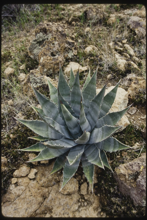 Image de Agave shawii Engelm.