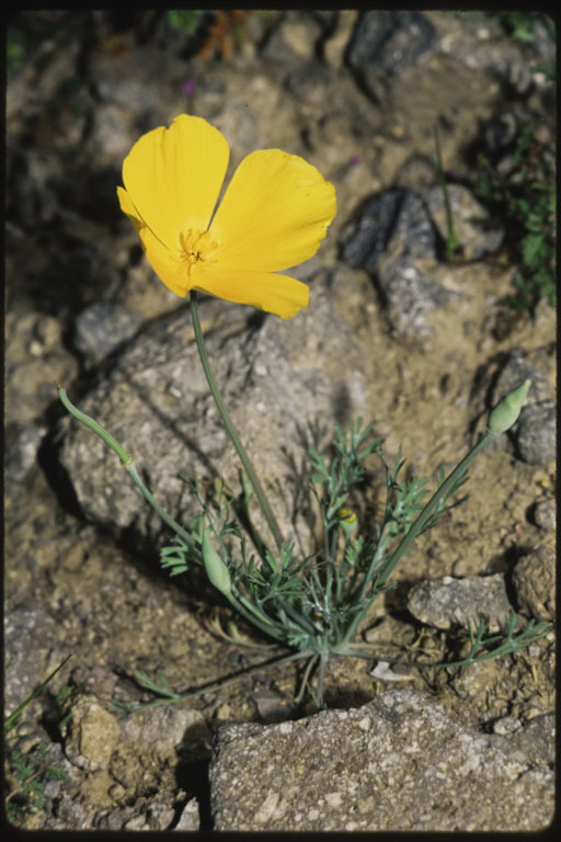 Image de Eschscholzia californica subsp. mexicana (Greene) C. Clark