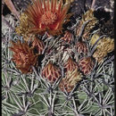 صورة <i>Ferocactus peninsulae</i> ssp. <i>townsendianus</i>