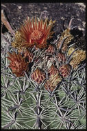 صورة <i>Ferocactus peninsulae</i> ssp. <i>townsendianus</i>