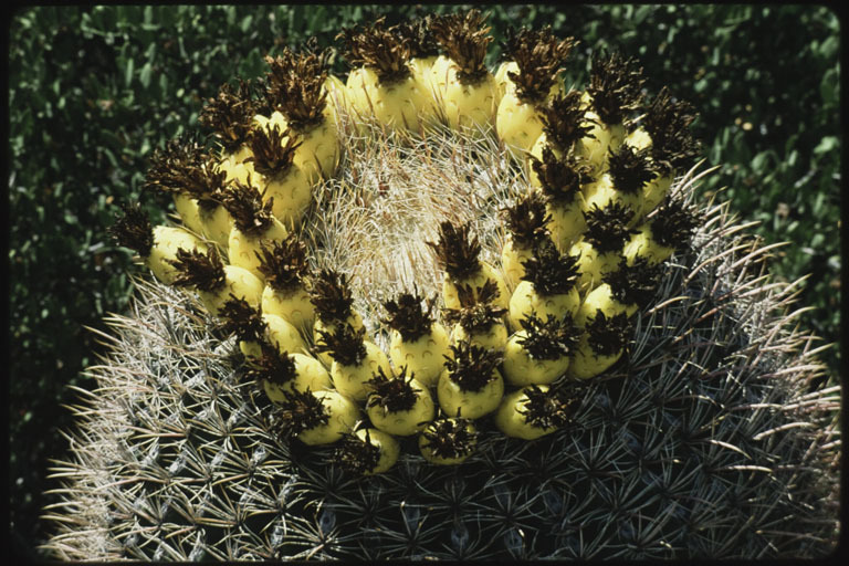 Image de Ferocactus wislizeni (Engelm.) Britton & Rose