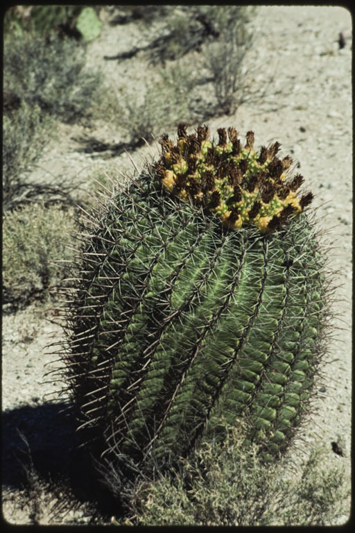 Image de Ferocactus wislizeni (Engelm.) Britton & Rose