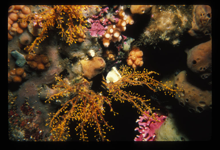 Image of orange hydroid