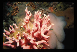 Image of Lace corals