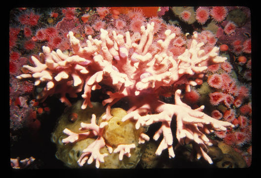 Image of Lace corals