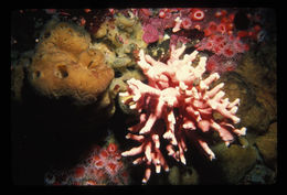 Image of Lace corals